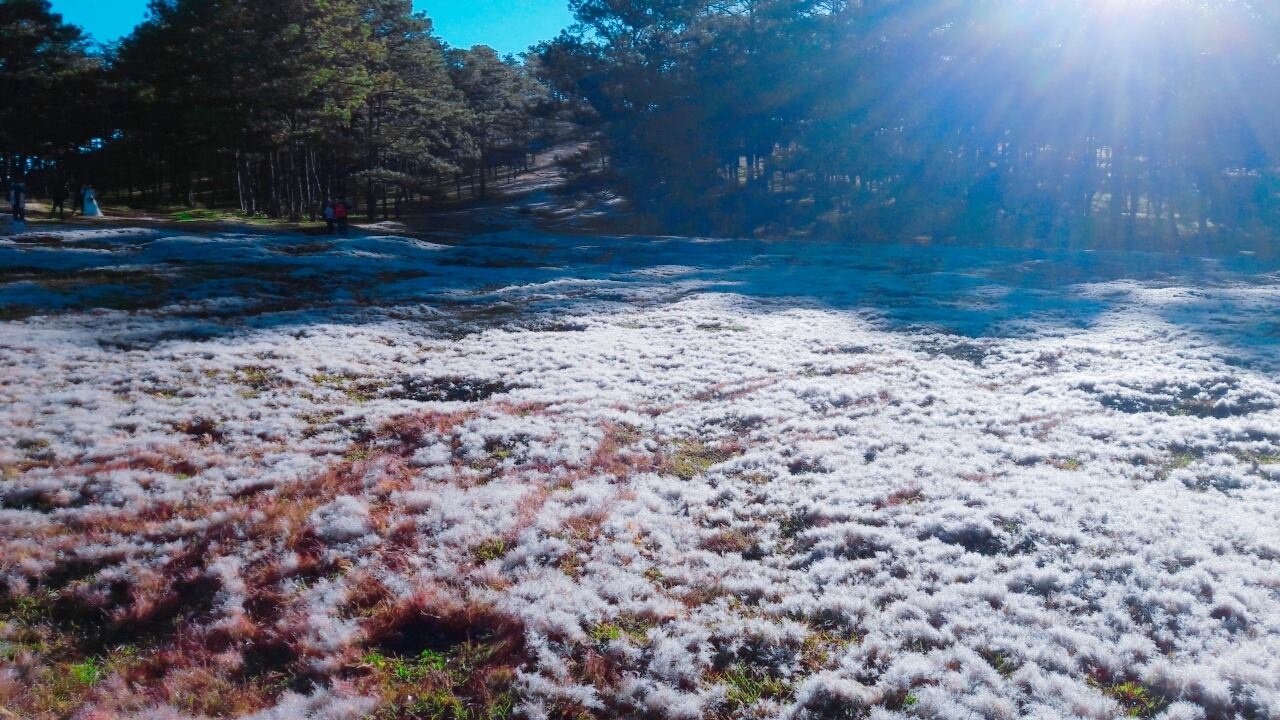 Đồi cỏ hồng Đà Lạt ảnh 3 Doi co hong Da Lat anh 3