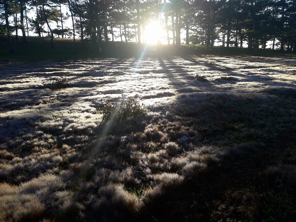 Đồi cỏ hồng Đà Lạt ảnh 9 Doi co hong Da Lat anh 9