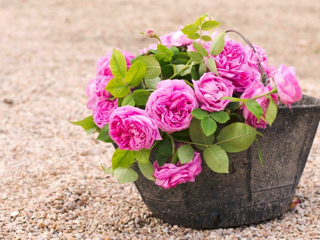 Tu vi thu tu ngay 23/11 cua cac cung hoang dao hinh anh