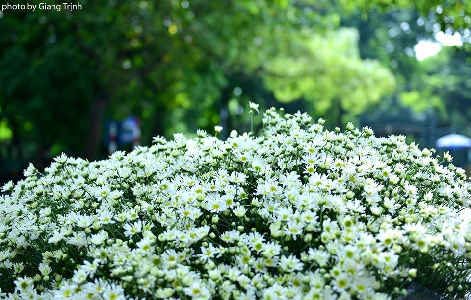 Cúc họa mi ảnh 1 Cuc hoa mi anh 1