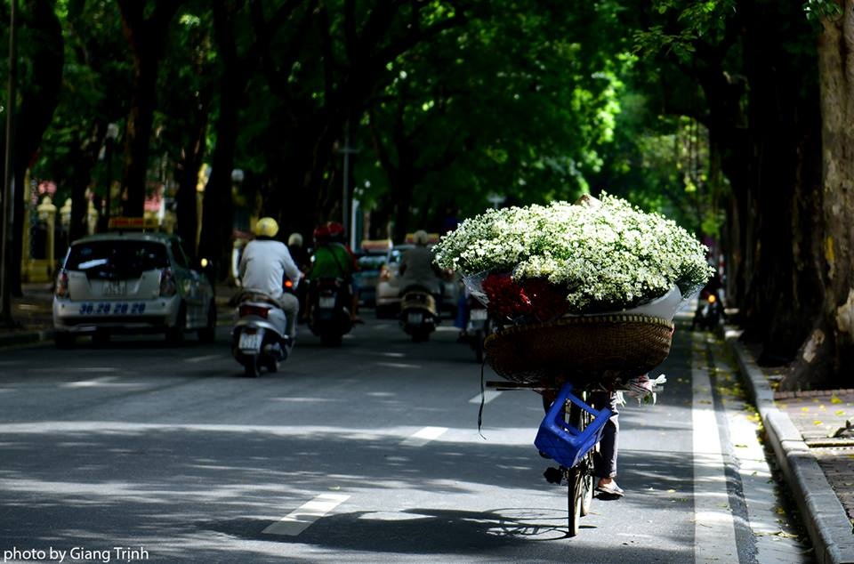 Cúc họa mi ảnh 2 Cuc hoa mi anh 2