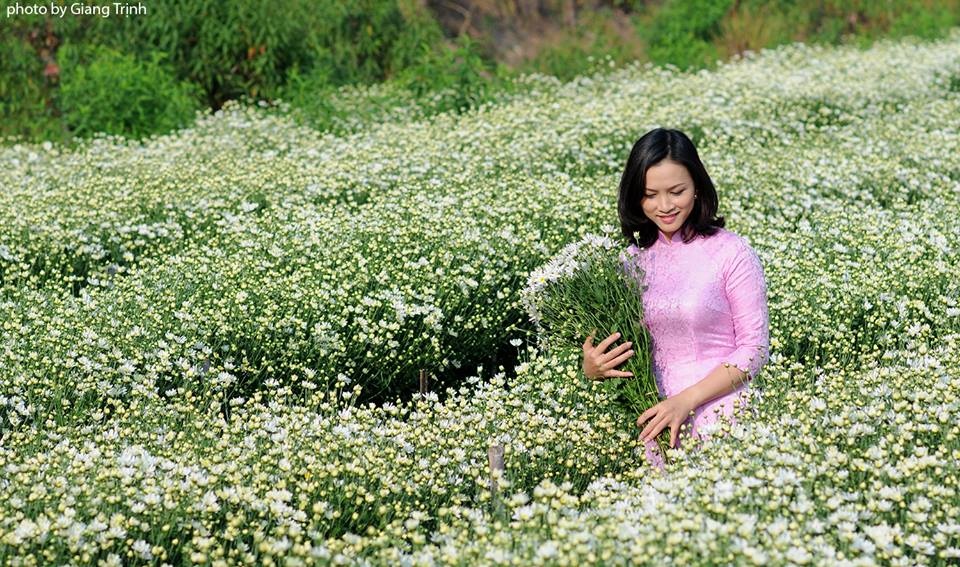 Cúc họa mi ảnh 8 Cuc hoa mi anh 8