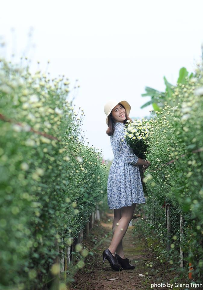 Cúc họa mi ảnh 6 Cuc hoa mi anh 6