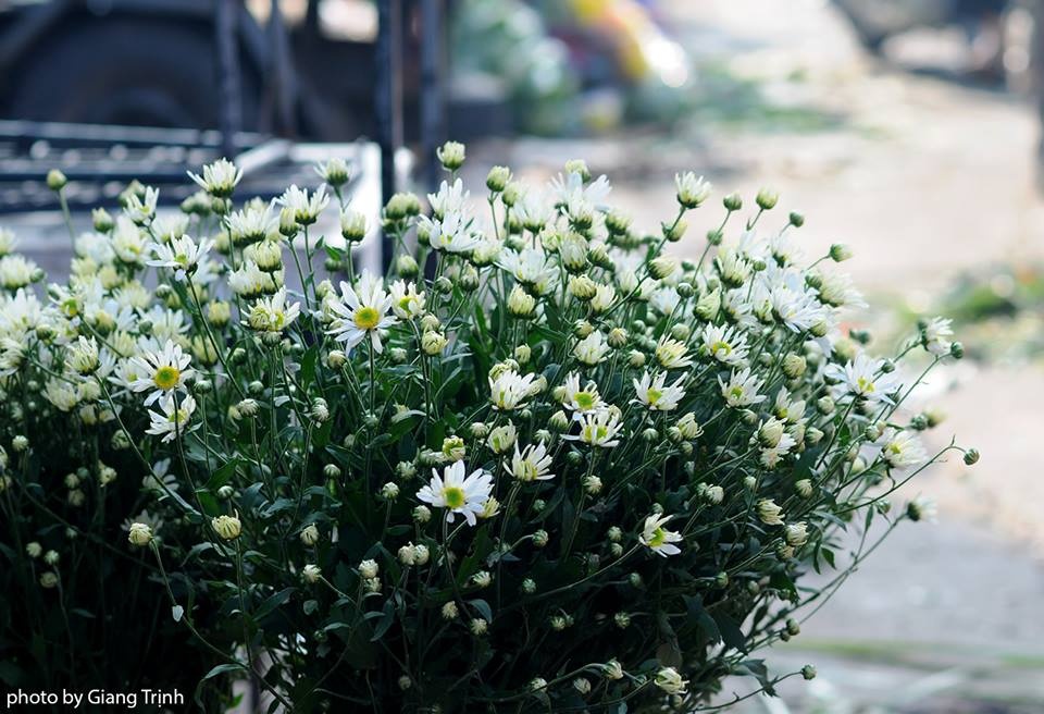 Cúc họa mi ảnh 9 Cuc hoa mi anh 9