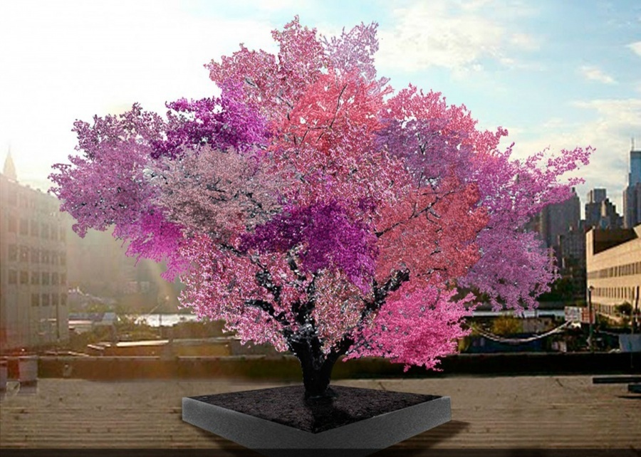 cây có hình thù kỳ lạ ảnh 13 cay co hinh thu ky la anh 13