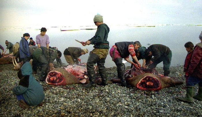 mon an kinh di,  Giang sinh,  kiviaq anh 2