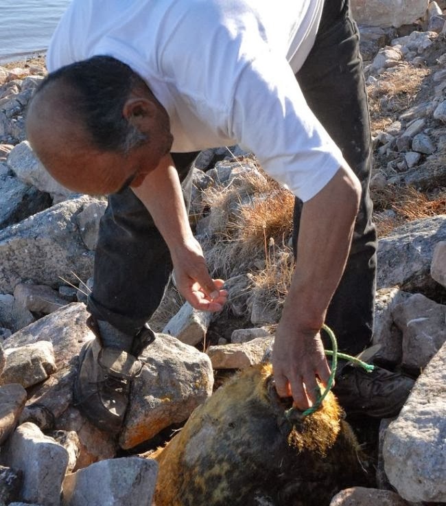 mon an kinh di,  Giang sinh,  kiviaq anh 4