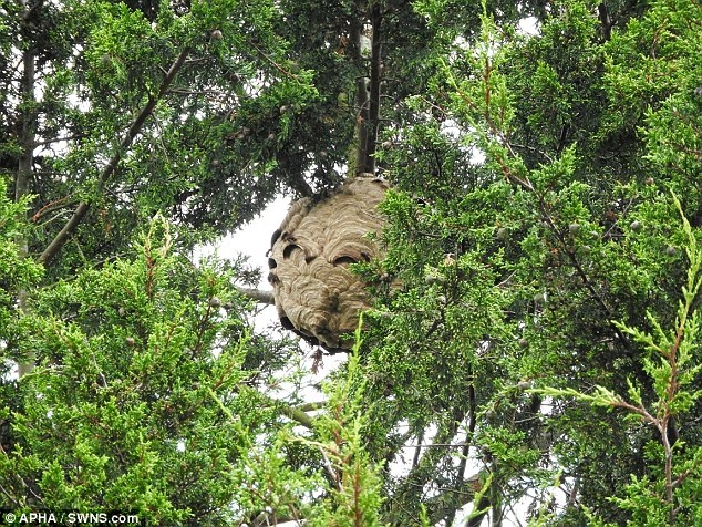 Bánh ong bắp cày ảnh 1 Banh ong bap cay anh 1