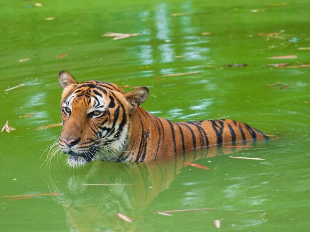 trải nghiệm cần có ở châu Á năm 2017 ảnh 12 trai nghiem can co o chau A nam 2017 anh 12