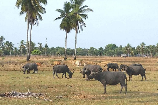Thai Lan dung trau de thuc day du lich tren 'dao heo' hinh anh