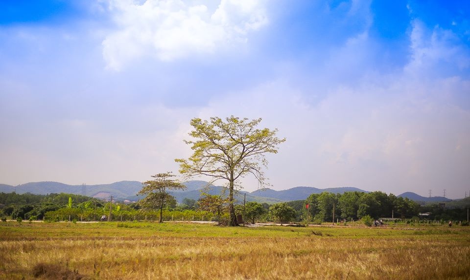 Lá phong ảnh 9 La phong anh 9