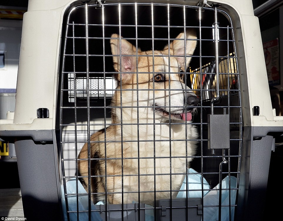 Trung tam thu y o san bay Anh anh 7