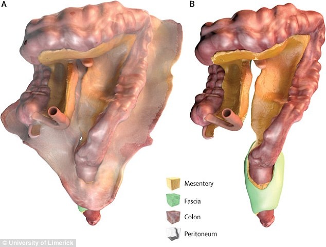 Phat hien bo phan moi tren co the nguoi hinh anh