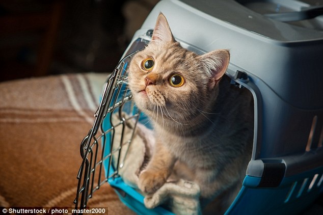 May bay hoan chuyen de hanh khach di tim meo hinh anh