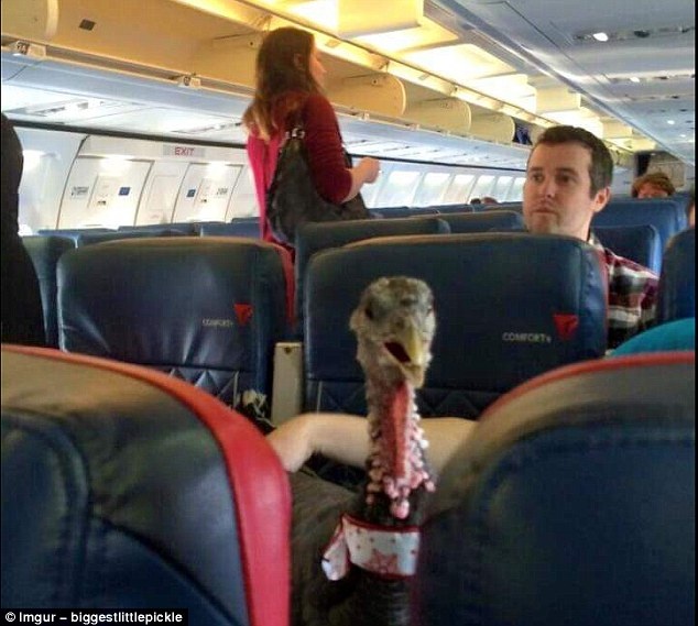 Ban dong hanh ky la tren may bay anh 12