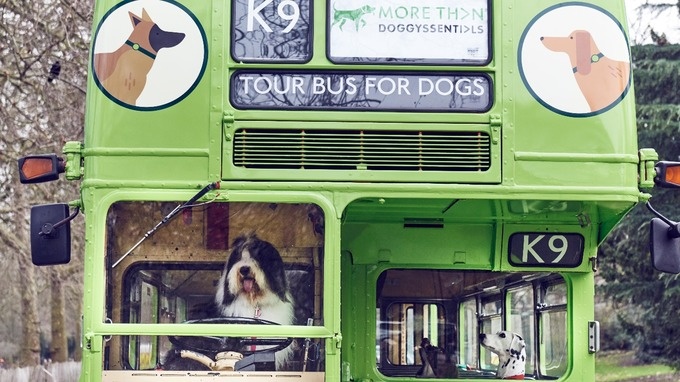 Anh ra mắt tour tham quan thành phố dành cho chó ảnh 1 Anh ra mat tour tham quan thanh pho danh cho cho anh 1