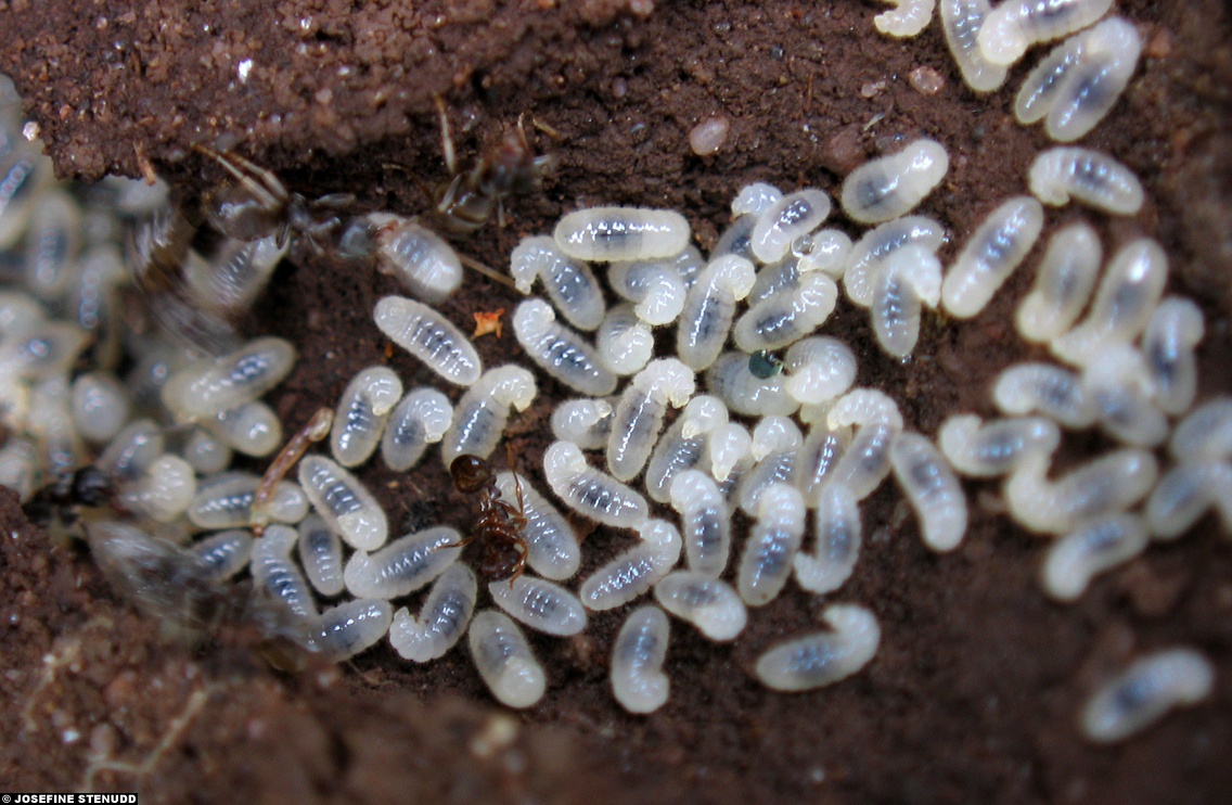 7 mon an kho nuot nhat the gioi anh 7