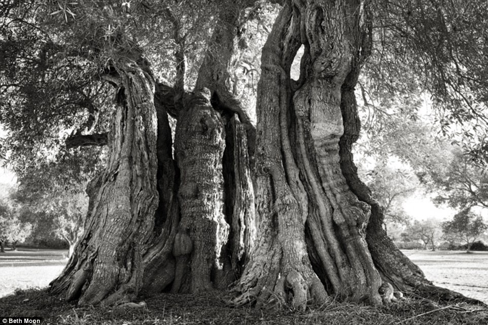 nhung loai cay gia nhat the gioi anh 6