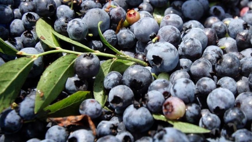 Các thực phẩm có thể ngăn chặn cảm cúm, cảm lạnh ảnh 1 Cac thuc pham co the ngan chan cam cum, cam lanh anh 1