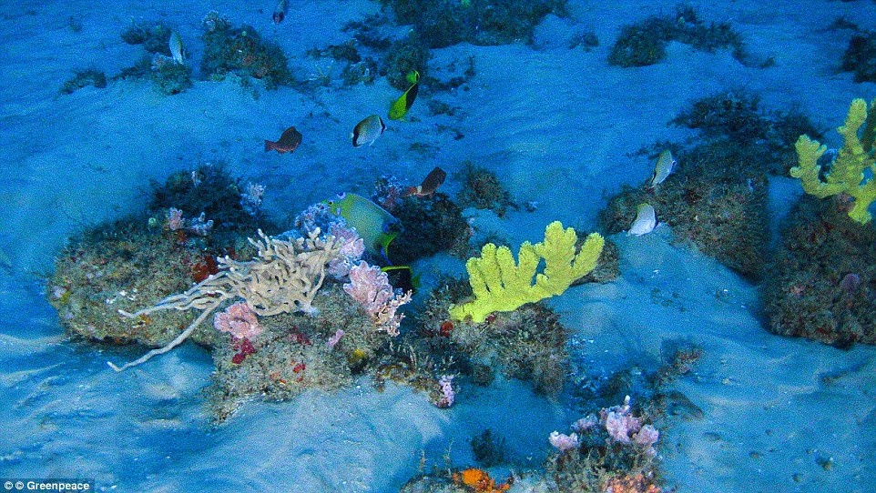 Vẻ đẹp của rạn san hô mới được phát hiện ảnh 5 Ve dep cua ran san ho moi duoc phat hien anh 5