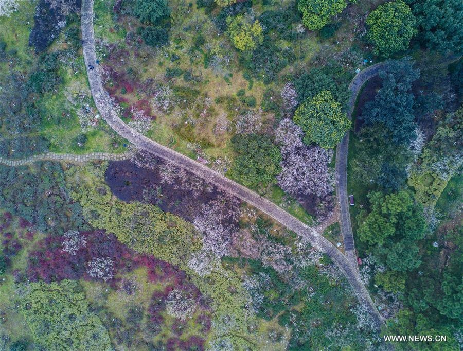 hoa man o Hang Chau anh 2