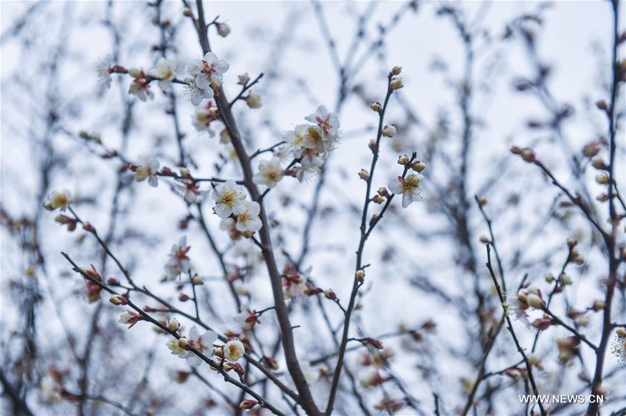 hoa man o Hang Chau anh 6