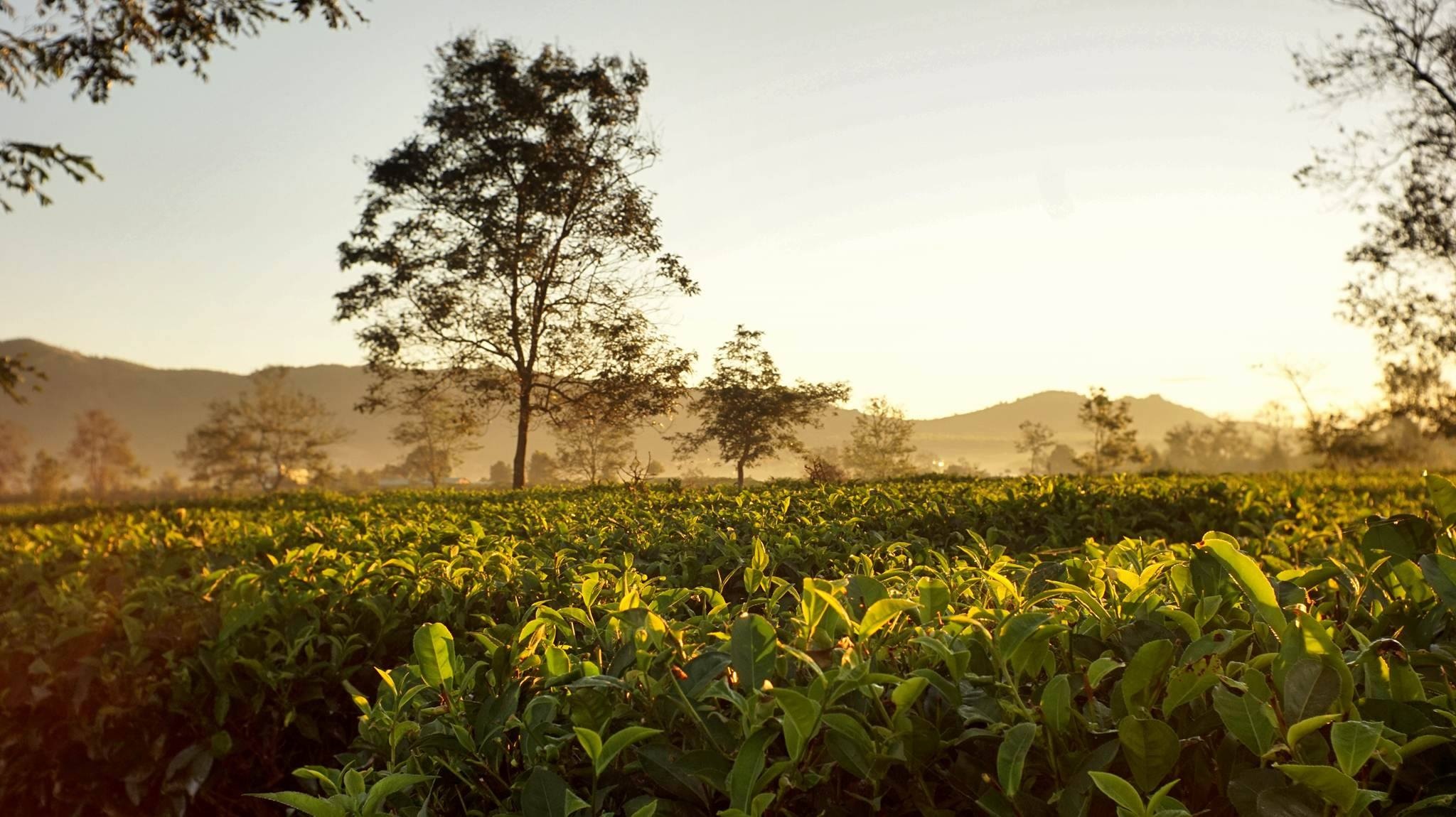 'Doi mat Pleiku' dep quyen ru trong dip dau xuan hinh anh