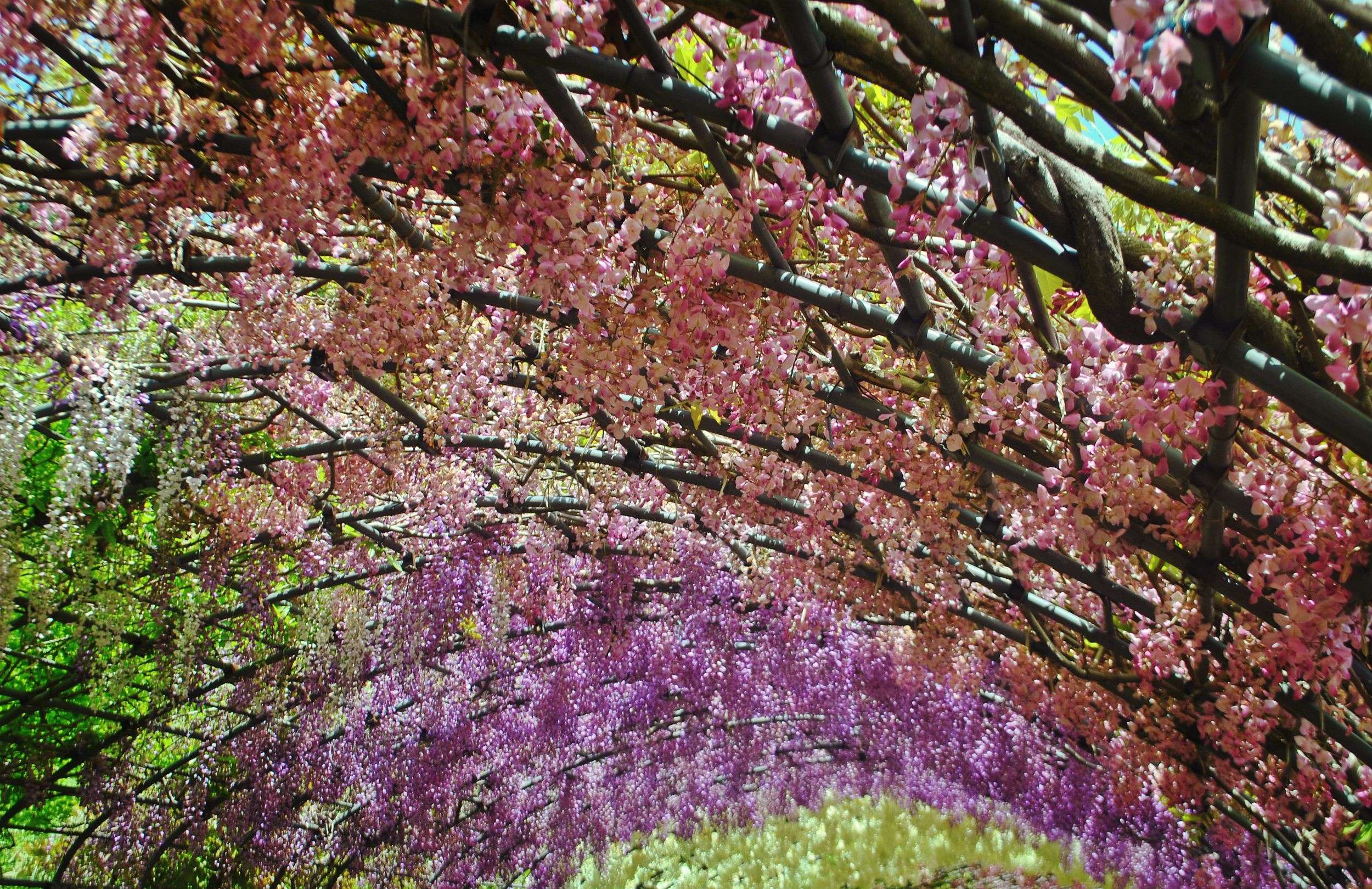 duong ham hoa tu dang Nhat Ban anh 4