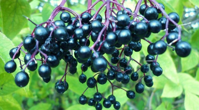 sat thu trong bep anh 6