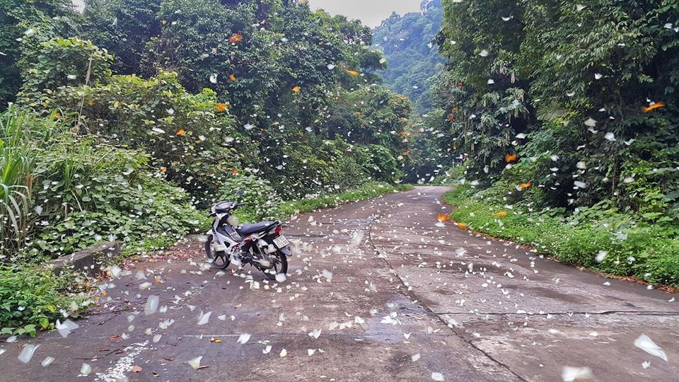 Rung nguyen sinh anh 6