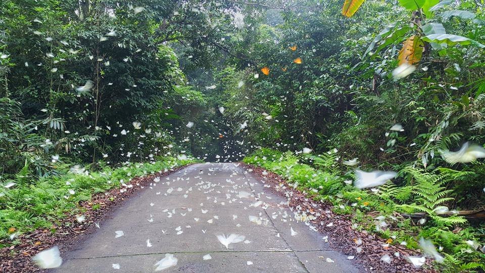 Rung nguyen sinh anh 9