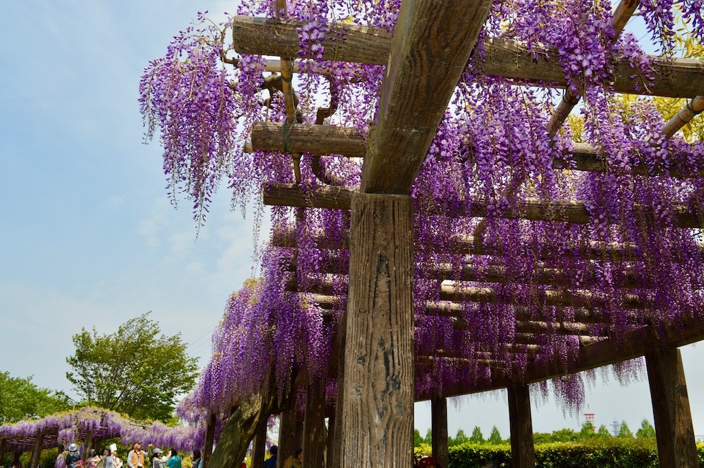nhung dieu nen lam o Kyoto anh 9