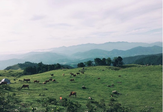 Cam trai tai Cao nguyen Dong Cao anh 10