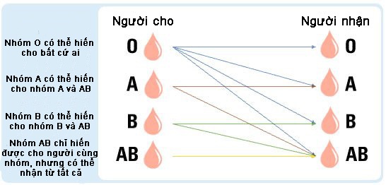nhóm máu nào hiếm nhất thế giới ảnh 2 nhom mau nao hiem nhat the gioi anh 2