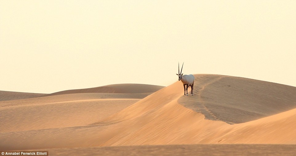 Văn hóa khắp thế giới hội tụ ở Dubai ảnh 14 Van hoa khap the gioi hoi tu o Dubai anh 14