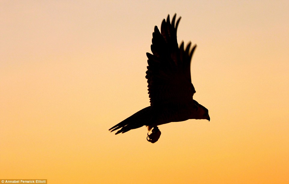 Văn hóa khắp thế giới hội tụ ở Dubai ảnh 16 Van hoa khap the gioi hoi tu o Dubai anh 16