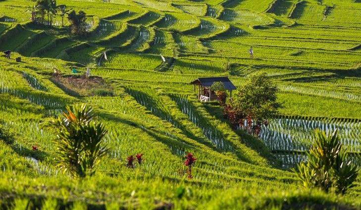 Ruộng bậc thang tuyệt đẹp ở châu Á ảnh 2 Ruong bac thang tuyet dep o chau A anh 2