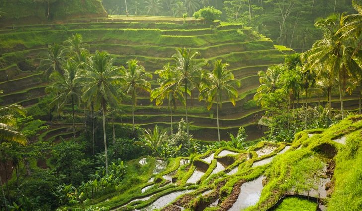 Ruộng bậc thang tuyệt đẹp ở châu Á ảnh 7 Ruong bac thang tuyet dep o chau A anh 7