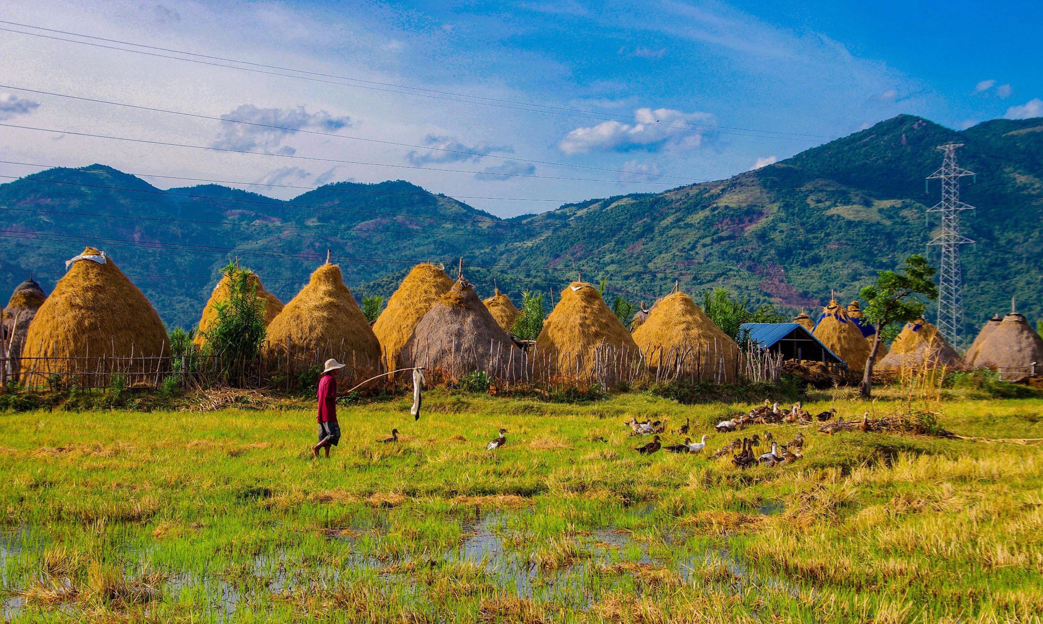 Buc hoa dong que trong bo anh Dau an Viet Nam anh 2