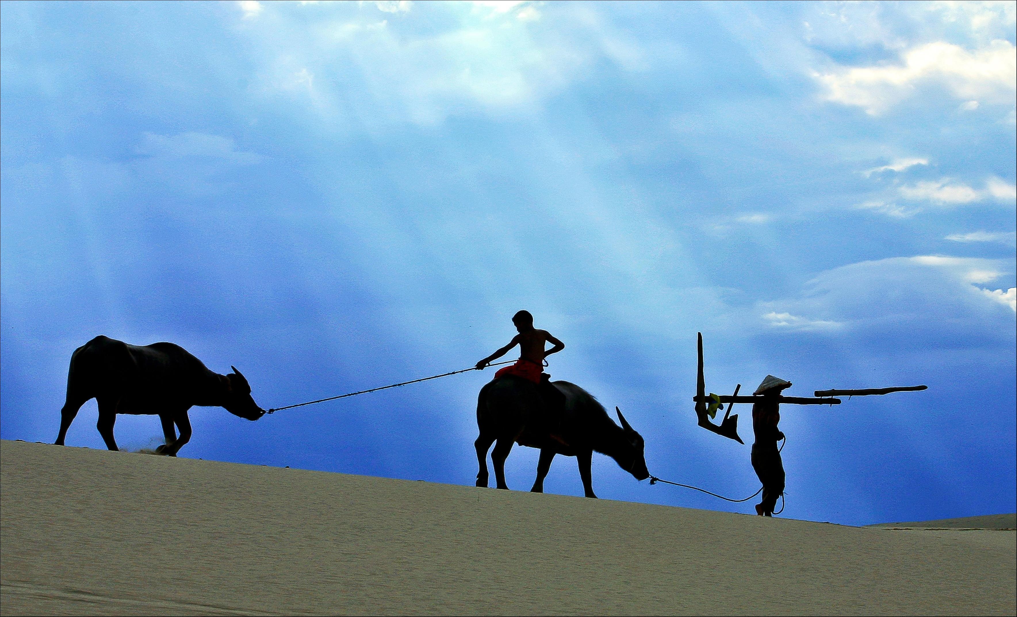 Buc hoa dong que trong bo anh Dau an Viet Nam anh 7