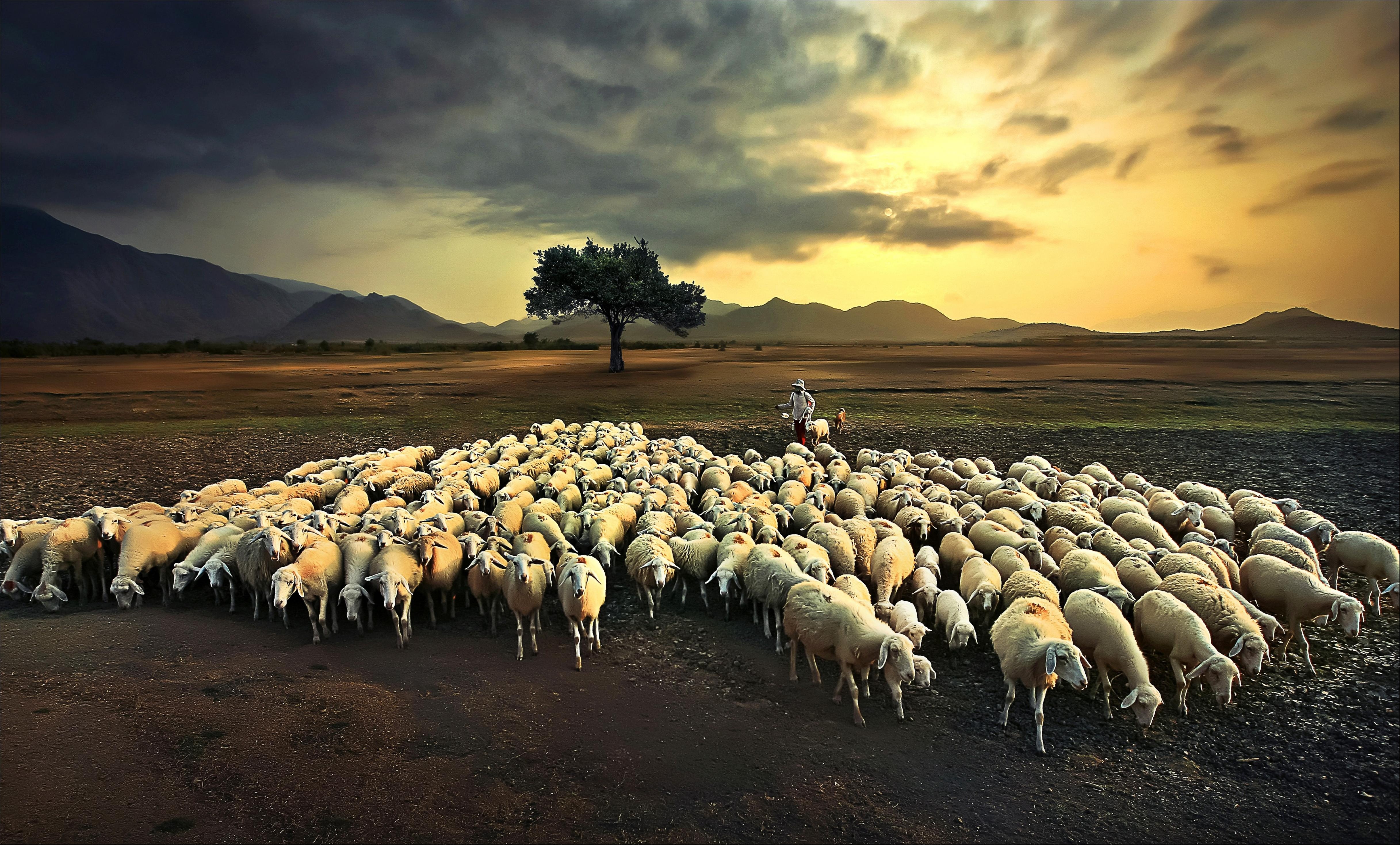 Ninh Thuan trong cuoc thi anh Dau an Viet Nam anh 6