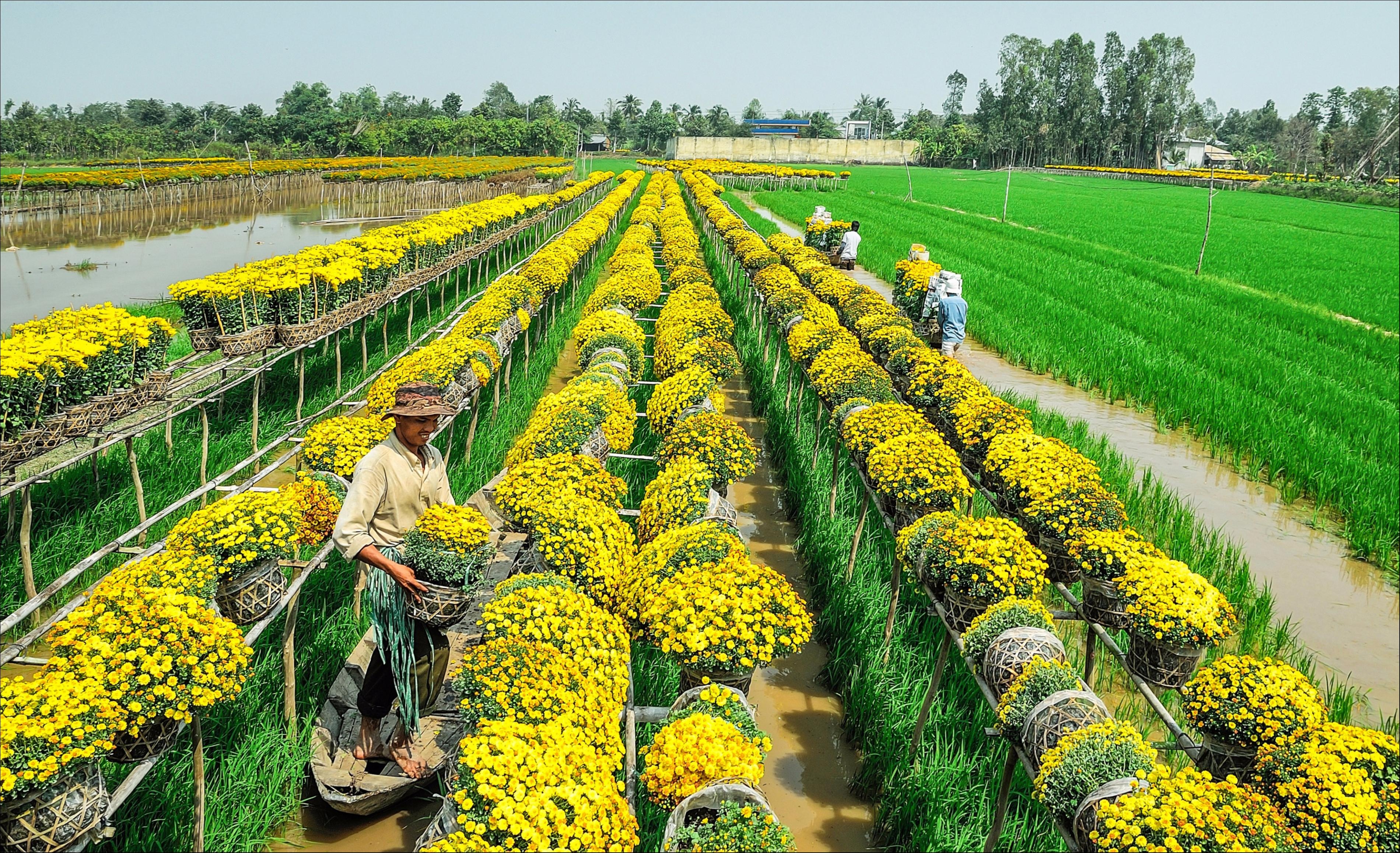 Làng hoa Sa Đéc vào mùa xuân trong Dấu ấn Việt Nam ảnh 1 Lang hoa Sa Dec vao mua xuan trong Dau an Viet Nam anh 1