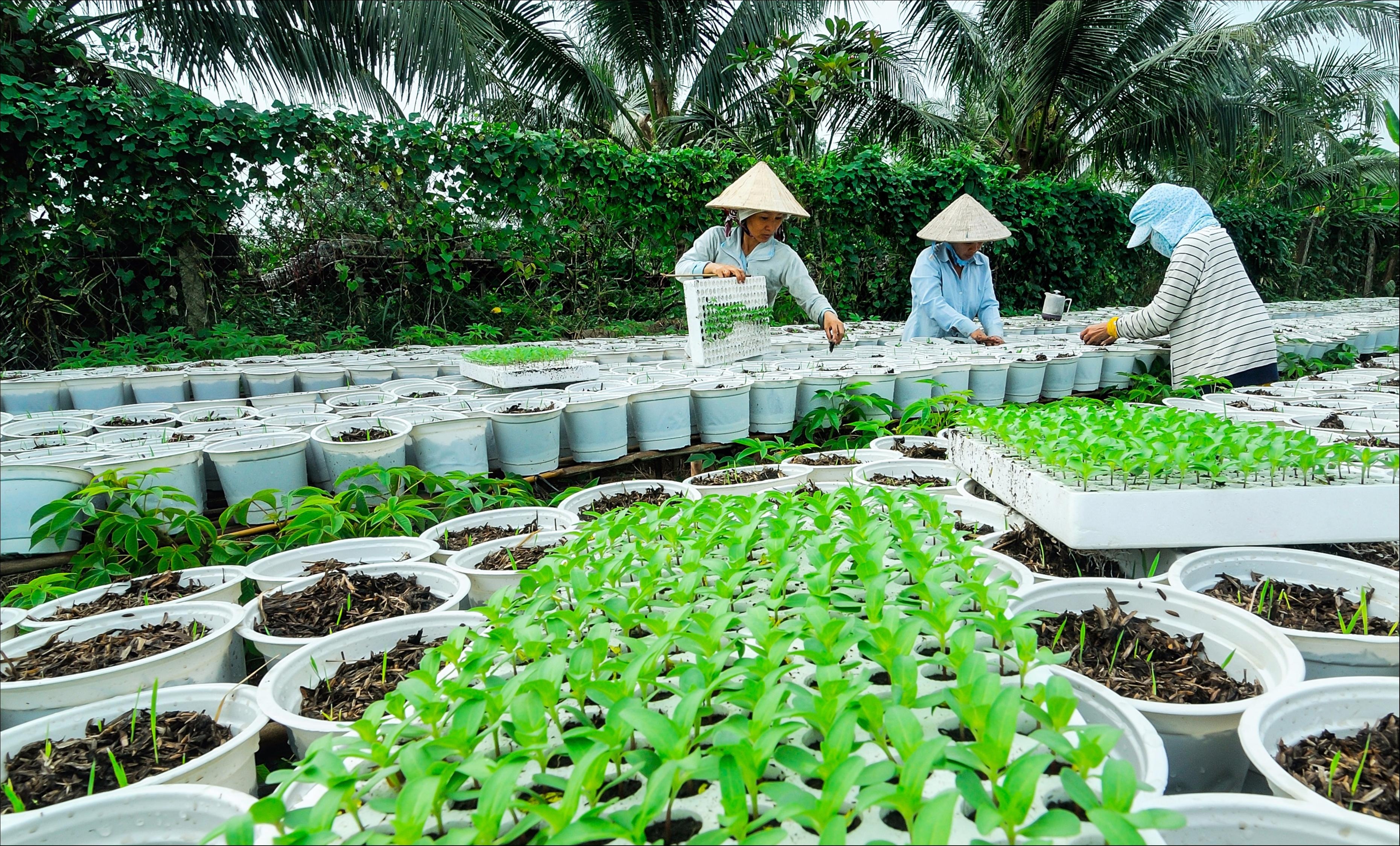 Làng hoa Sa Đéc vào mùa xuân trong Dấu ấn Việt Nam ảnh 2 Lang hoa Sa Dec vao mua xuan trong Dau an Viet Nam anh 2