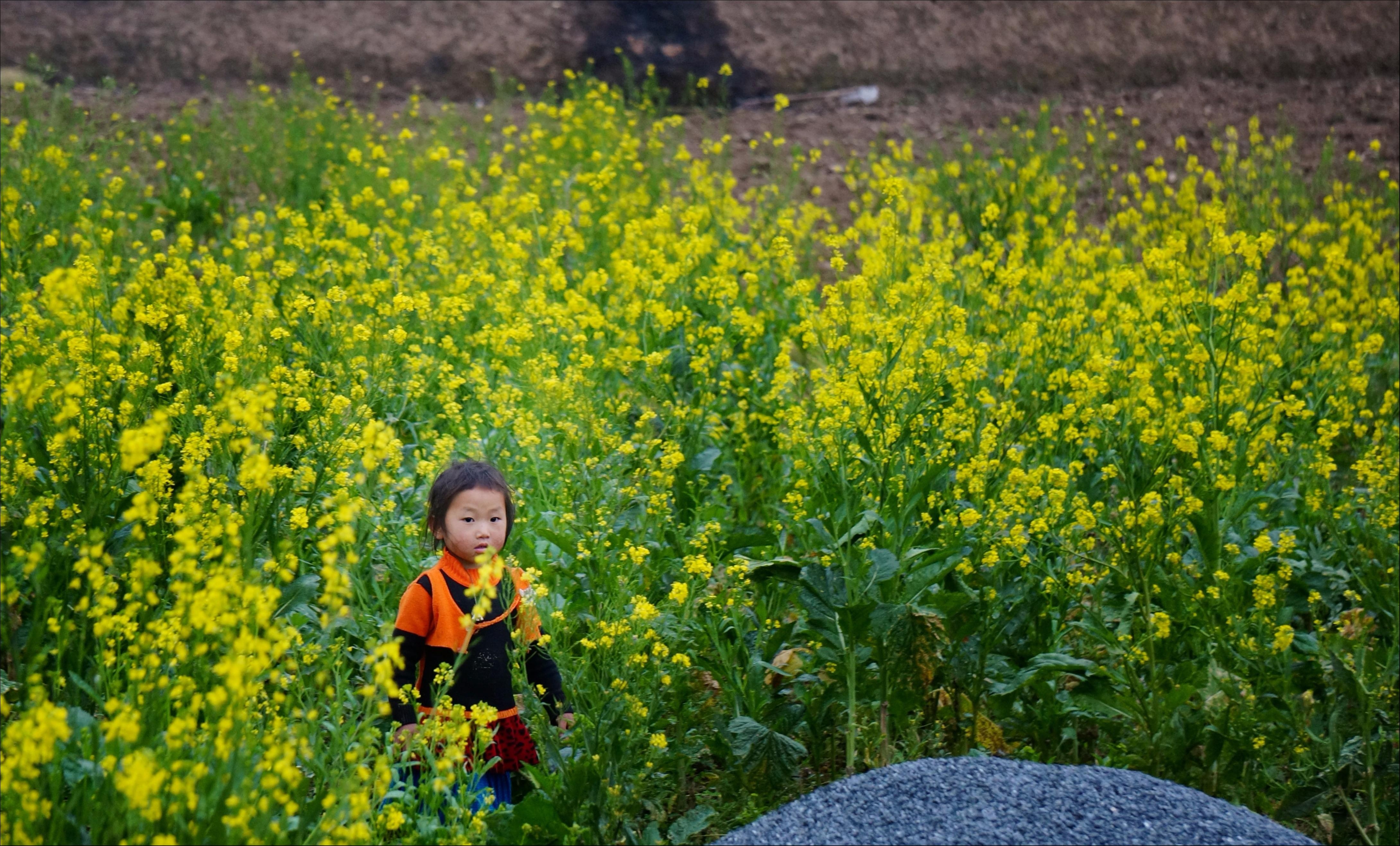 Xuan ve tren mien nui trong anh Dau an Viet Nam anh 5