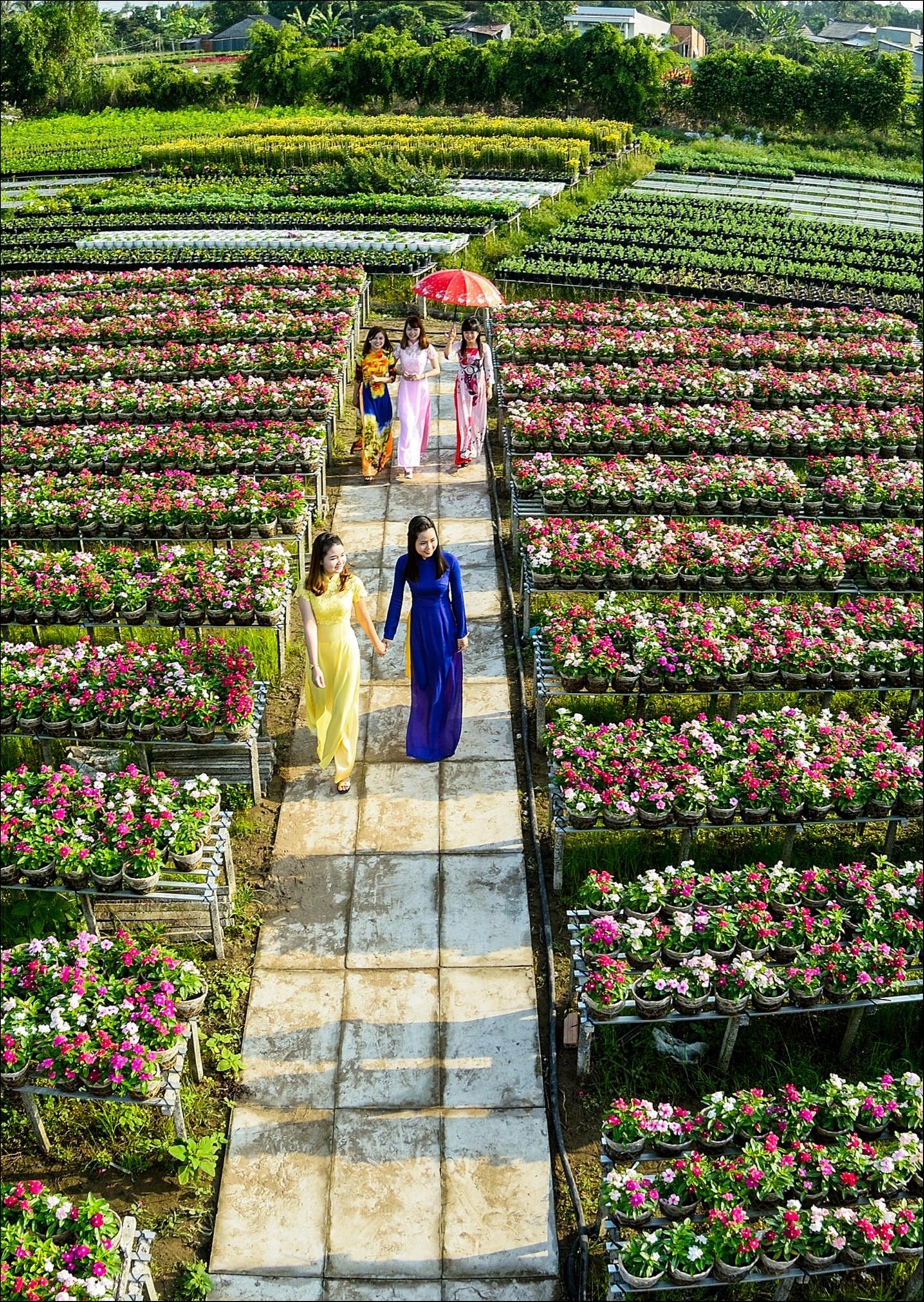 Làng hoa Sa Đéc vào mùa xuân trong Dấu ấn Việt Nam ảnh 5 Lang hoa Sa Dec vao mua xuan trong Dau an Viet Nam anh 5