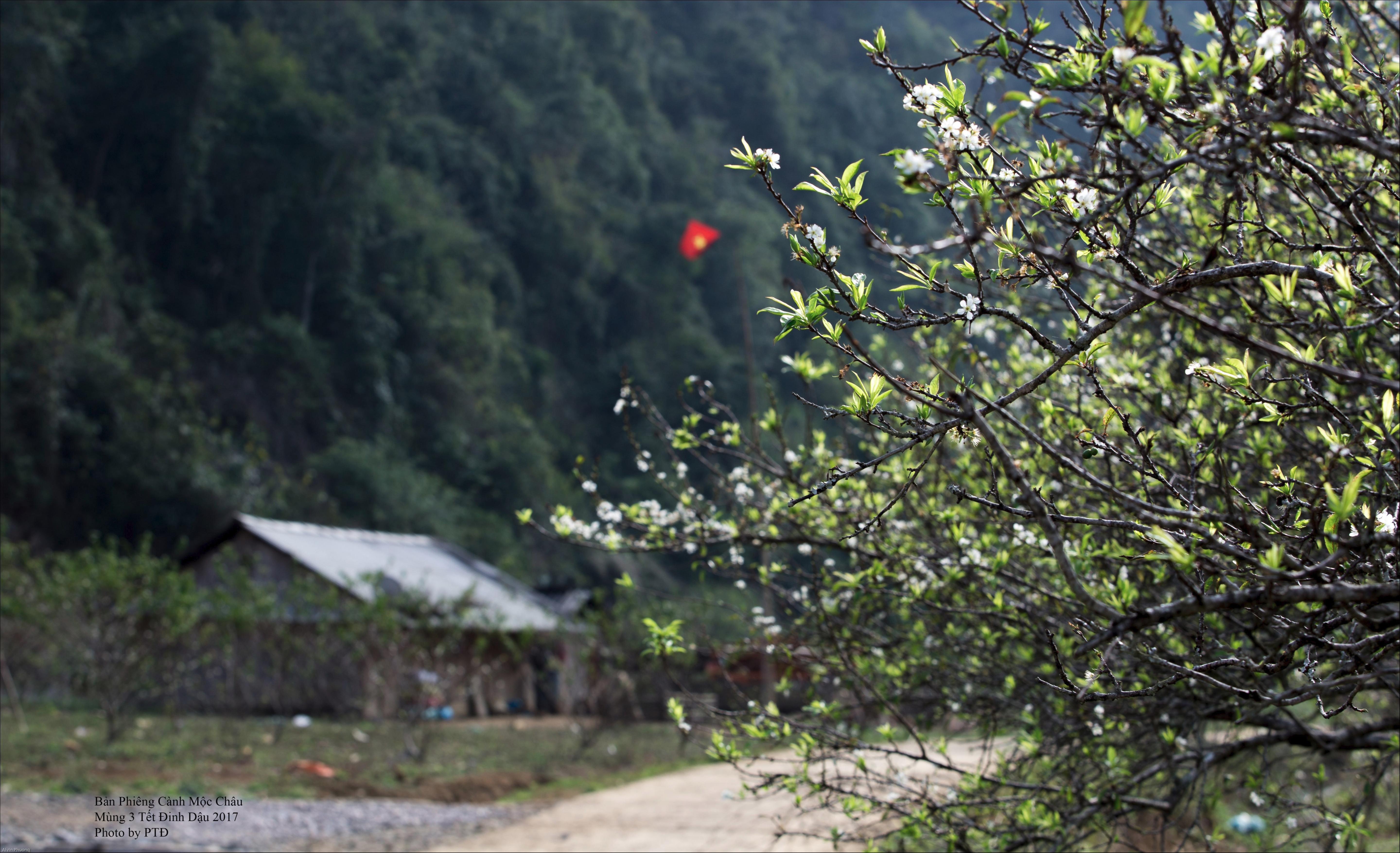 Xuan ve tren mien nui trong anh Dau an Viet Nam anh 6