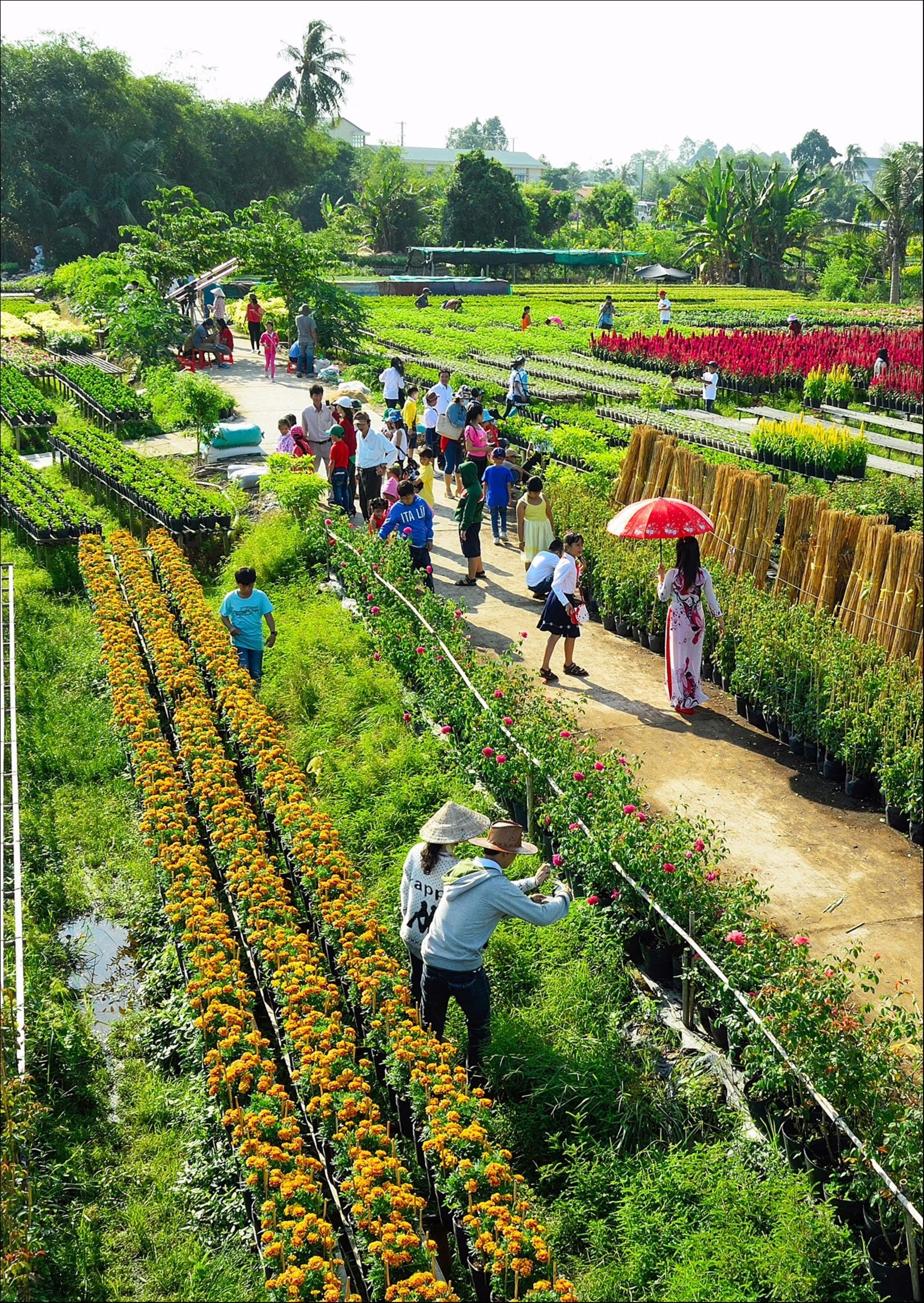 Làng hoa Sa Đéc vào mùa xuân trong Dấu ấn Việt Nam ảnh 6 Lang hoa Sa Dec vao mua xuan trong Dau an Viet Nam anh 6