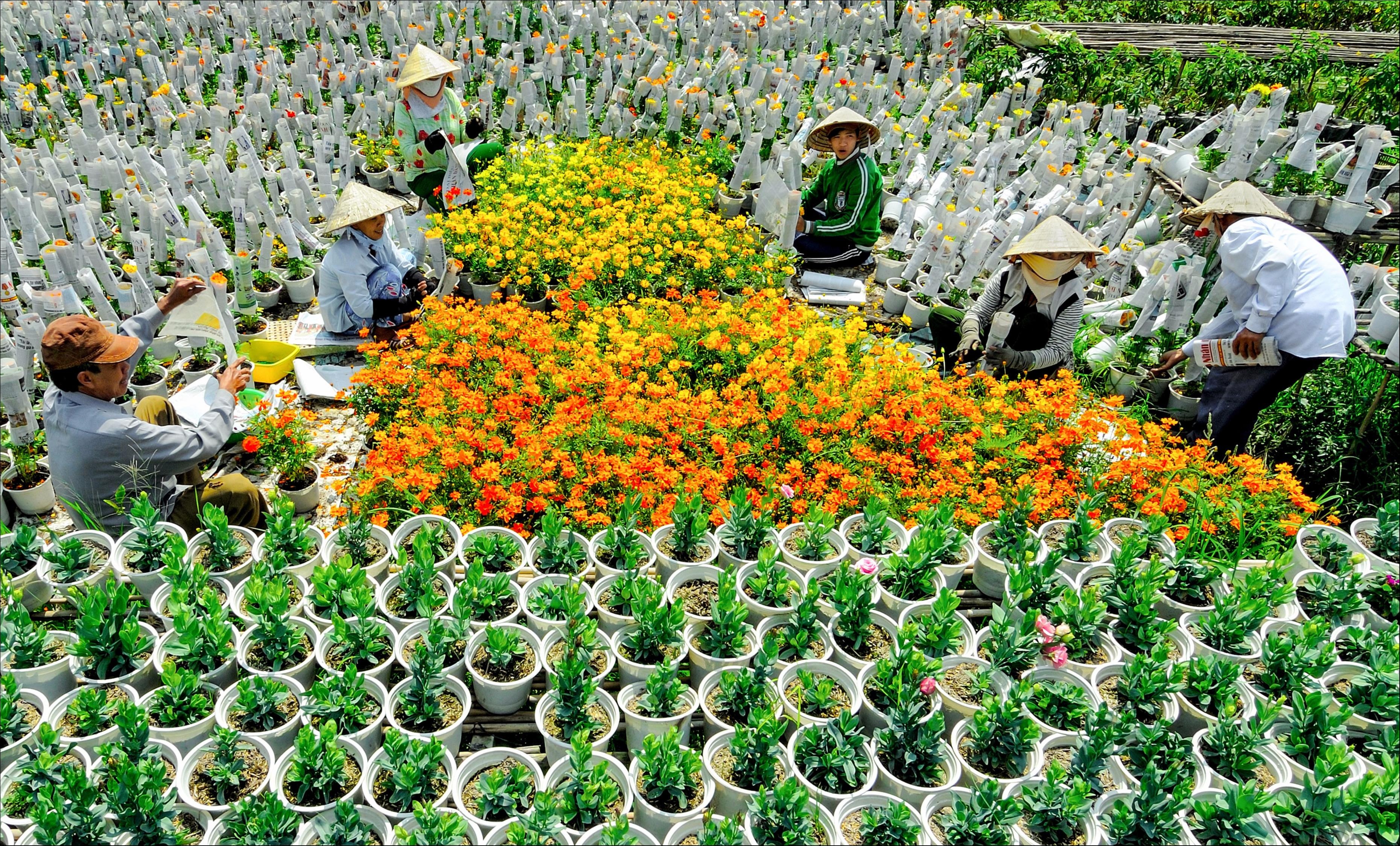 Làng hoa Sa Đéc vào mùa xuân trong Dấu ấn Việt Nam ảnh 7 Lang hoa Sa Dec vao mua xuan trong Dau an Viet Nam anh 7
