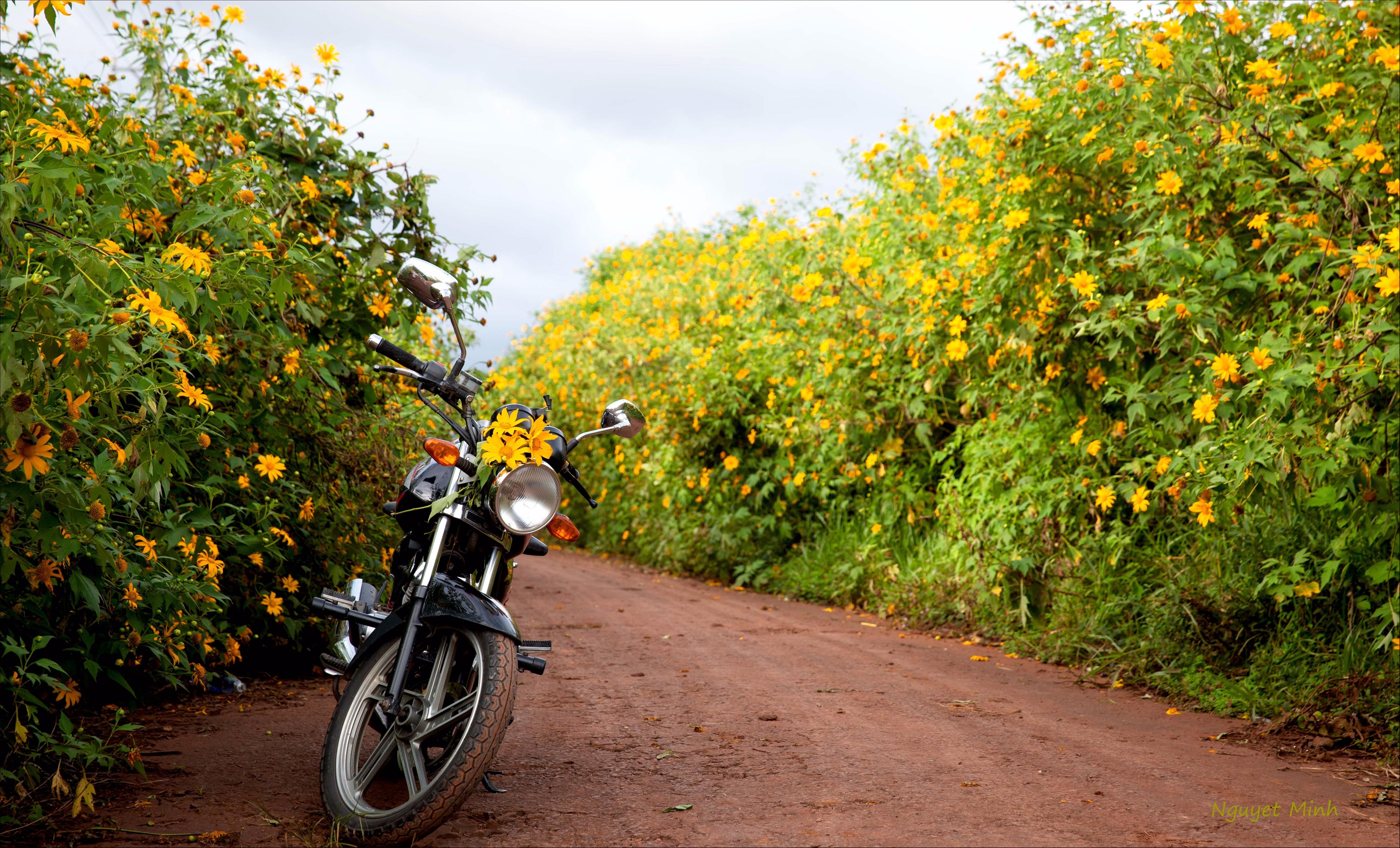 Những mùa hoa tuyệt đẹp trong bộ ảnh Dấu ấn Việt Nam ảnh 11 Nhung mua hoa tuyet dep trong bo anh Dau an Viet Nam anh 11