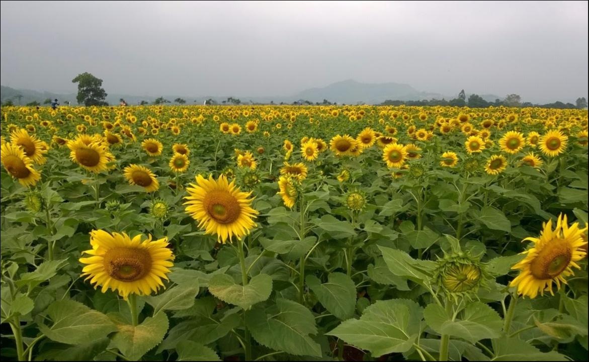 Những mùa hoa tuyệt đẹp trong bộ ảnh Dấu ấn Việt Nam ảnh 13 Nhung mua hoa tuyet dep trong bo anh Dau an Viet Nam anh 13